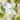 Dentofruit Dentifrice